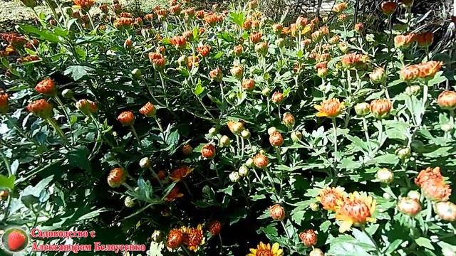 Шаровидная хризантема мультифлора Выращивание хризантемы Уход за кустовой хризантемой смотреть онлайн