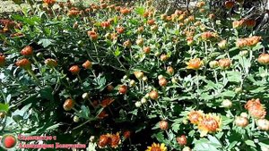 Шаровидная хризантема мультифлора Выращивание хризантемы Уход за кустовой хризантемой