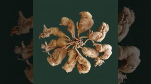 Loqiemean – Вайолентово #RUSSIANSAGAINSTWAR