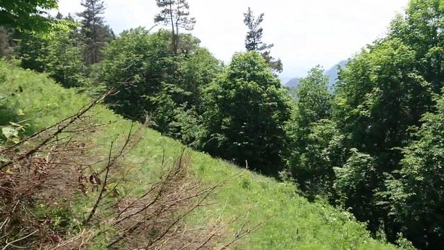 Borjomi-Kharagauli National Park. Footprint trail. смотреть онлайн