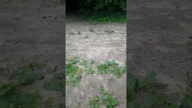 Добрый лисенок смотреть онлайн