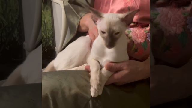 Ориентальные котята предлагает питомник Ориневски