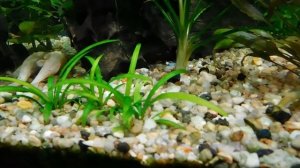 Травник 140 литров.Погостемон Хелфера на коряге.