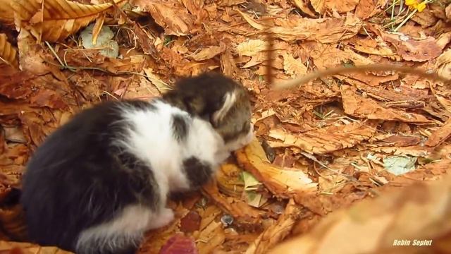 Милые,бездомные кися 😍😘 смотреть онлайн