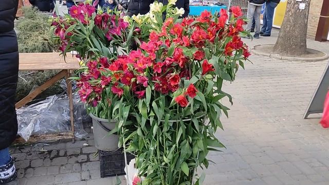 Обзор цветов перед 8 Марта | 2021г. | Одесса смотреть онлайн