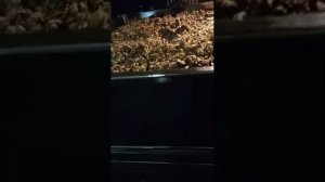 Чай _ Разнолистье _ ферментированный. Часть 3.