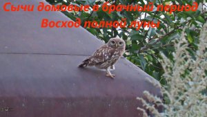 Свадьба сычей домовых и восход полной луны. Жизнь природы после захода солнца