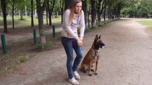 Как выглядит правильная стойка у собак? Учимся красиво выставлять собаку в ринге
