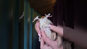 Перепела. Как отличить самца от самочки?