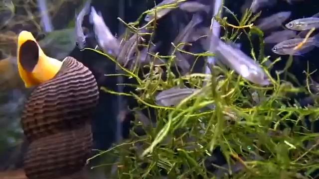 Тиломелания "Посо оранжевая" смотреть онлайн