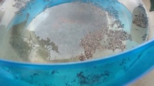 Triops или как мы вырастили Щитня в аквариуме.