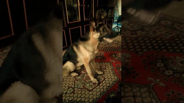 Дрессированная собака смотреть онлайн