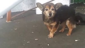 Что говорят собаки, когда лают?