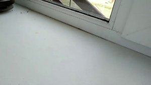 Как приручить ящерицу?