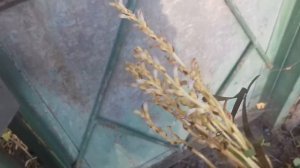 Заразиха на томатах