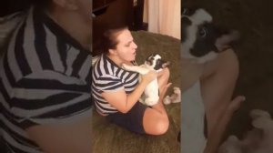 Поющий французский бульдог