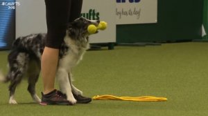 Dog gets a workout during Heelwork to Music | Crufts 2018
