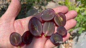 Виноград Брависсимо 30 июля 2024 год, Новороссийск.