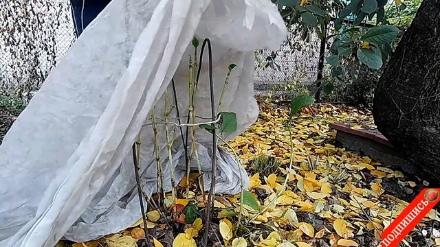 Укрытие крупнолистной гортензии на зиму Крупнолистная гортензия