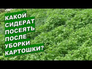 Какие сидераты посадить после уборки картошки?What green manure to sow after harvesting potatoes