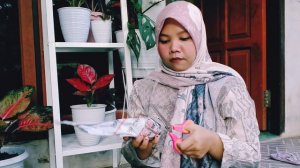 SHOPEE HAUL TANAMAN HIAS | BELANJA TANAMAN ONLINE