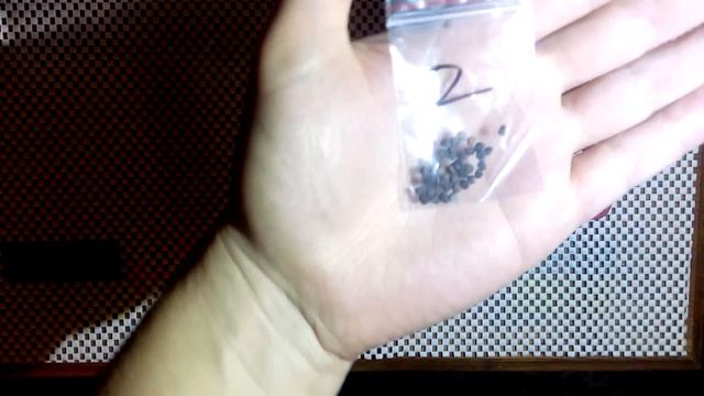 Семена бонсай Можжевельника, Драцены и Lithops суккулент с AliExpress