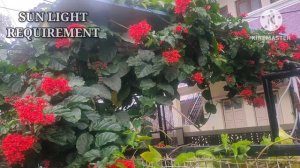 FULL INFO OF FLAMING GLORY BOWER VINE || CLERODENDRUM SPLENDENS || GLORY TREE || GROWING HAPPINESS