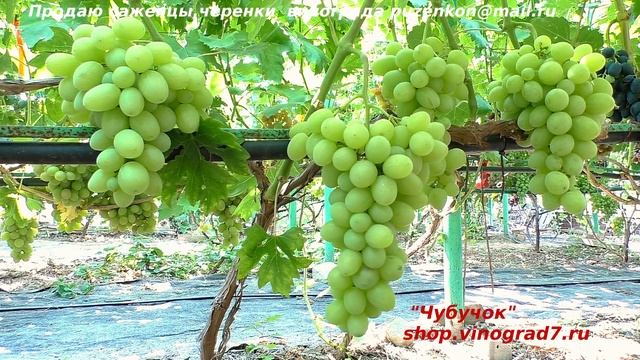 Виноград Ермак - ранний срок созревания и вкусный мускат (Пузенко Наталья Лариасовна) смотреть онлайн