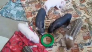 Малыши "Й" и "К"?Минипиги, минипиг, микропиги, микропиг, minipig, micropig, свинки, питомник, Рязан