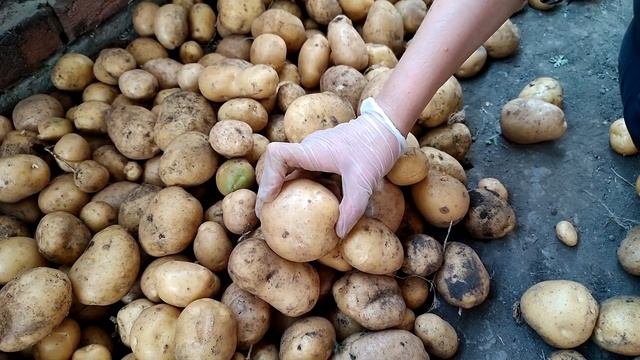 Какой урожай картошки в 2021 году после удобрения? Копаем картофель