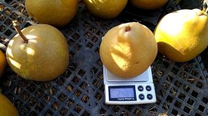 Груши Этюд киевский, Золотистая, Васса