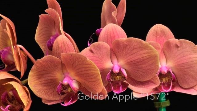 ОРХИДЕЯ Яблочное РЫЛО (Phalaenopsis Pylo's Apple) и новые ОРХИДЕИ Золотое Яблоко (Golden Apple) смотреть онлайн