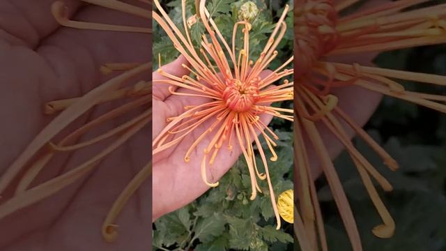 Реальный размер паукообразной хризантемы #chrysanthemumflower #хризантема