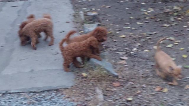 добрый вечер ? питомник #чихуахуа и той-пудель Кастропуло Крым купить продажа +79787458062 #влог смотреть онлайн