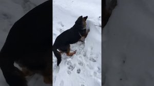 Немецкая Овчарка щенок 5 месяцев на прогулкие