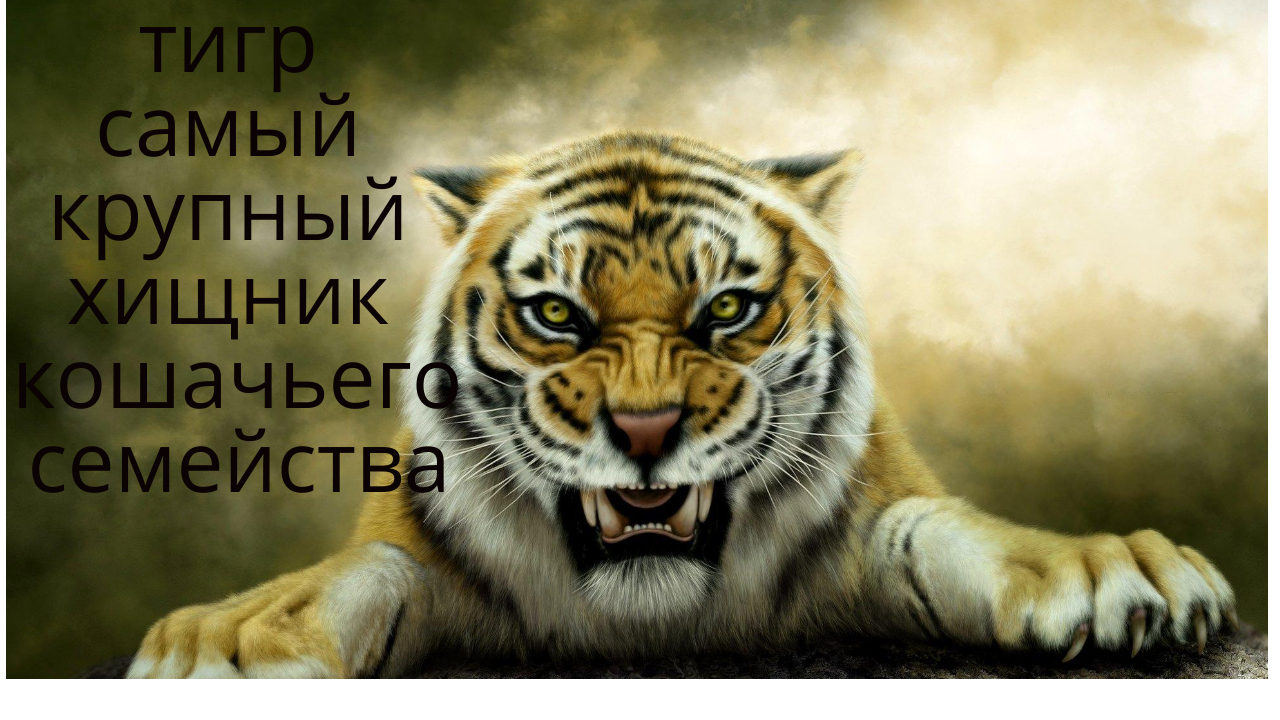 Тигр тигр животное дикой природы   интересные факты о тиграх  тигр факты