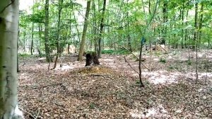 прогулки с метало искателем