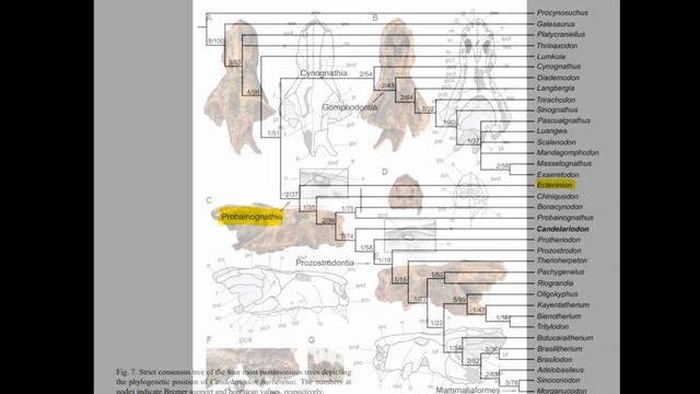 Пробаиногнаты, ночное бутылочное горлышко. На пути к млекопитающим. Помни о предках смотреть онлайн