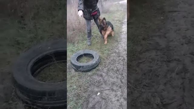 Хедда Янкор Кримеа, 5 месяцев, команда Баланс на покрышке. Владелец - Марина, г. Белая Калитва.