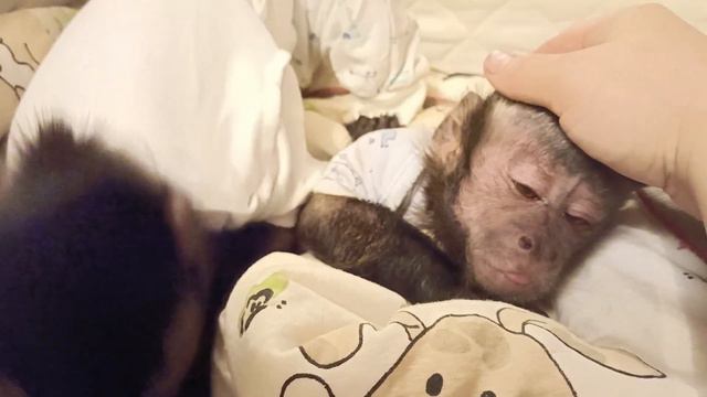 Руками не трогать, она Моя #monkey #домашняяобезьяна #капуцин
