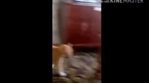 Очень злой кот