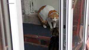 Cat Fight Compilation Video | 4K