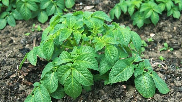 ТЛЯ ужасается этого БОЛЬШЕ ЧЕМ ОГНЯ! Просто смешивала 1 ложку ... с водой и больше нет тли в огород смотреть онлайн