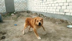 Волкодав Тарзан. В Питомнике Волкодавы 05