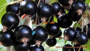 Смородина черная Орловская серенада ? обзор: как сажать, саженцы смородины Орловская серенада