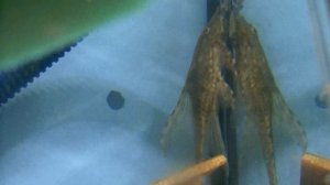 Новости питомника. Содержание малька и сомиков.