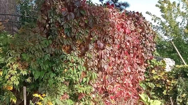 Декоративная ширма из девичьего винограда.