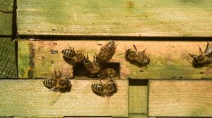 Выгодно ли заниматься пчеловодством?