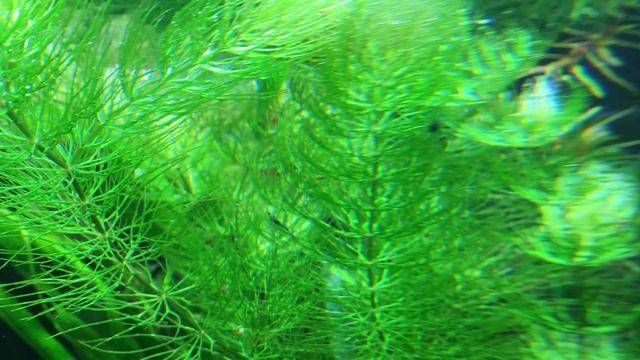 Пополнение у синих креветок :) смотреть онлайн