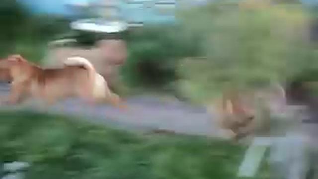 Шарпеи питомника Цин-Лун смотреть онлайн